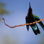 animal and fruits (11)