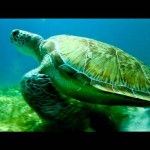 Tobago Cays (2)