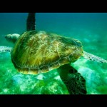 Tobago Cays (3)